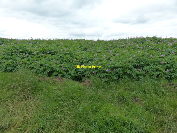 Photo 6"x4" Footpath through potato field Little Bollington c2015