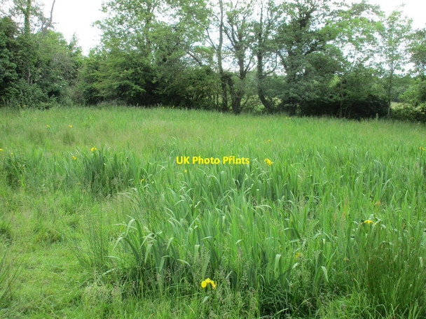 Photo 6"x4" Yellow flags by the Holy Well of St. Lugna Cadamstown c2015