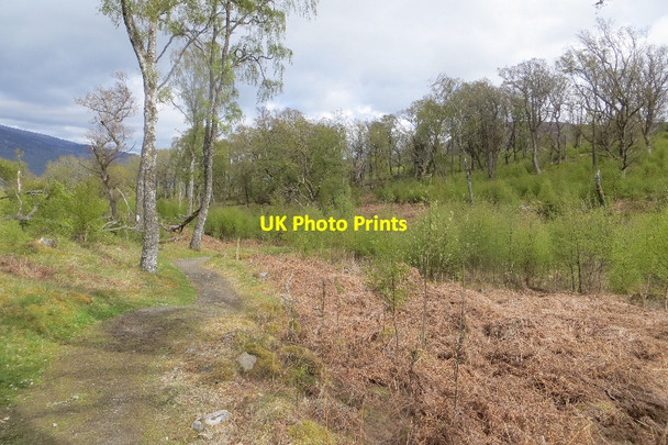 Photo 6"x4" Woodland, Carie Carie\/NN6157 c2015