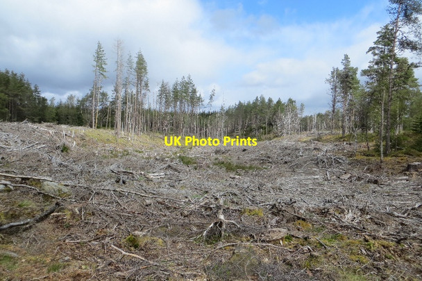 Photo 6"x4" Felled area, Rannoch Forest Creagan na C\u00f2rr c2015