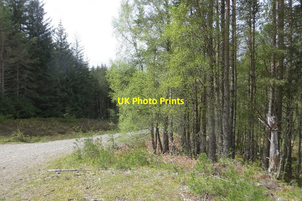 Photo 6"x4" Rannoch Forest Back Wood of Rannoch c2015