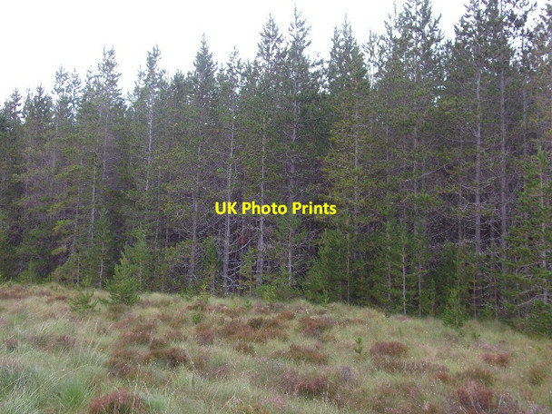 Photo 6"x4" Forest edge, near Rhuidhean Leathad na Cloiche M\u00f2ire c2015