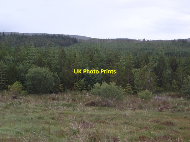 Photo 6"x4" Woodland, Strath Tirry River Tirry c2015