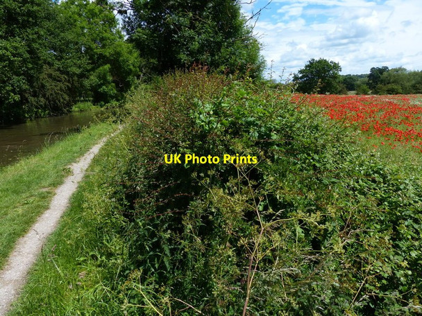 Photo 6"x4" Towpath along the Trent & Mersey Canal King's Mills\/SK4127 c2015