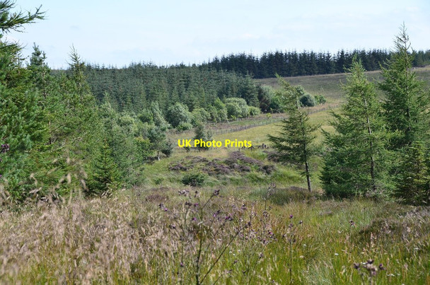 Photo 6"x4" Exit from the forest, Moss Knowe Salenside c2015