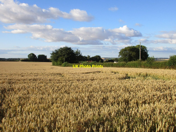 Photo 6"x4" Wheat field and Riggs Farm Fridaythorpe c2015