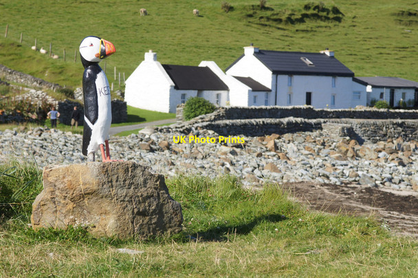 Photo 6"x4" Keetie, one of the Unstfest puffins, Norwick Kirkaton c2015