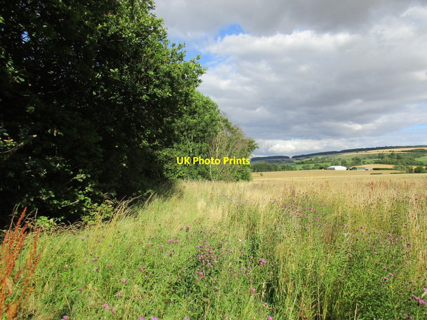Photo 6"x4" The edge of Guild Wood Leavening c2015
