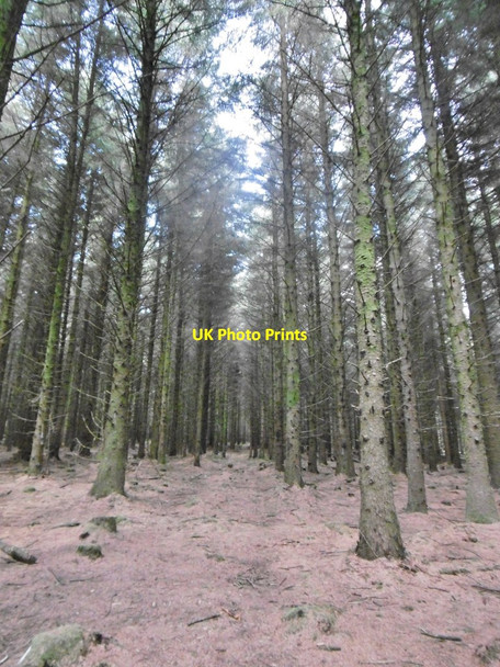 Photo 6"x4" Archallagan Plantation, conifers Eairy c2015 P1