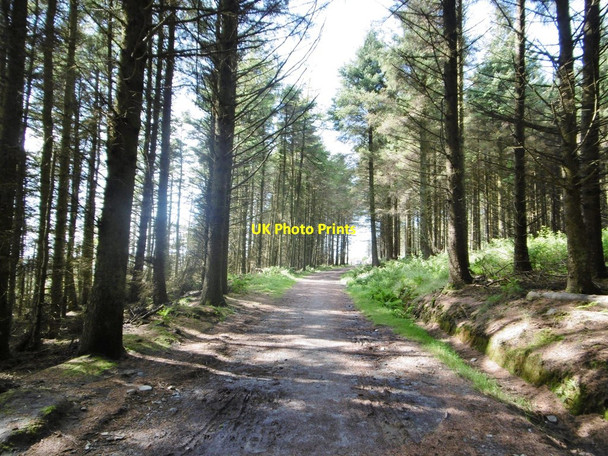 Photo 6"x4" Archallagan Plantation, forestry road Eairy c2015