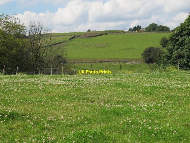 Photo 6"x4" Field of clover Queensbury\/SE0930 c2015