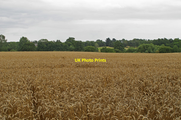 Photo 6"x4" Wheat field near Harrow Street Farm, Leavenheath Cock Street\/TL9636 c2015