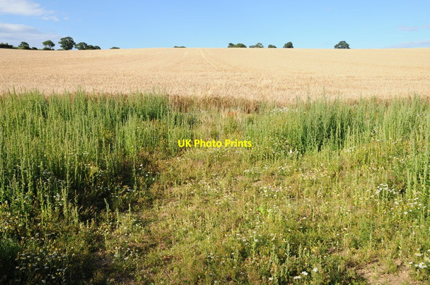 Photo 6"x4" Barley field near Fring Bircham Newton c2015