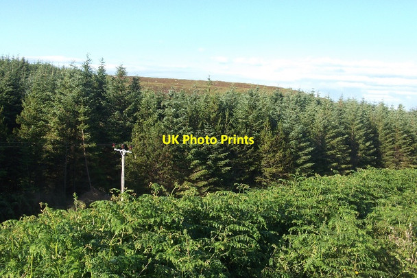 Photo 6"x4" Conifer wood near Bettyhill Crask\/NC7262 c2015