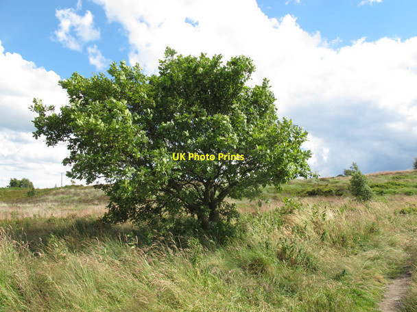 Photo 6"x4" Solitary oak tree on Norland moor Sowerby Bridge c2014