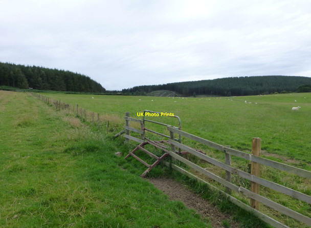 Photo 6"x4" Looking across the pasture  Chillingham c2015