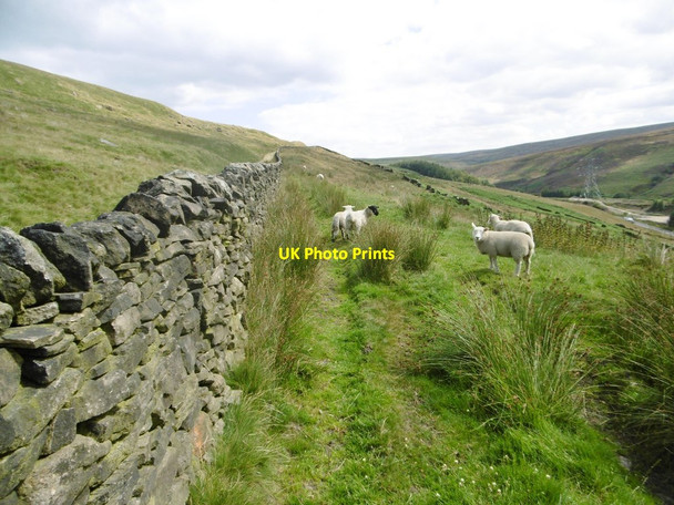 Photo 6"x4" Pikenaze Hill, sheep grazing Crowden\/SK0799 c2015