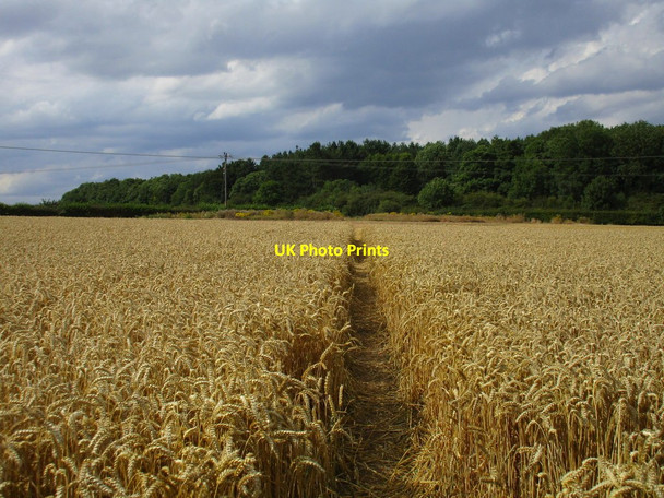 Photo 6"x4" Footpath to Whitwell Wood Bakestone Moor c2015