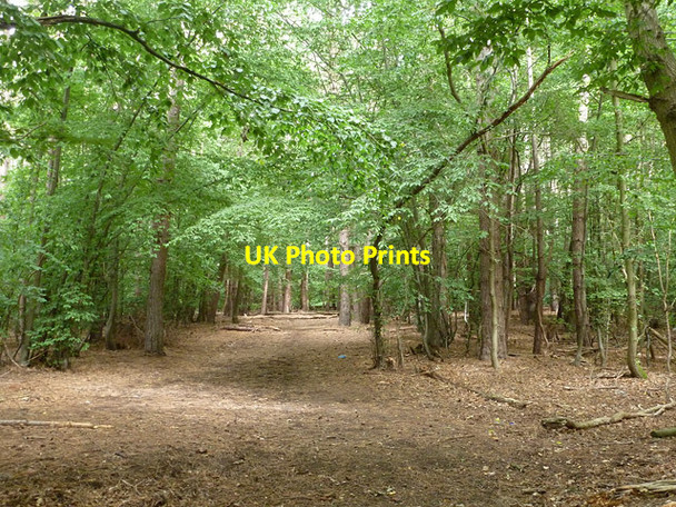 Photo 6"x4" Beech Grove Wormley West End c2015