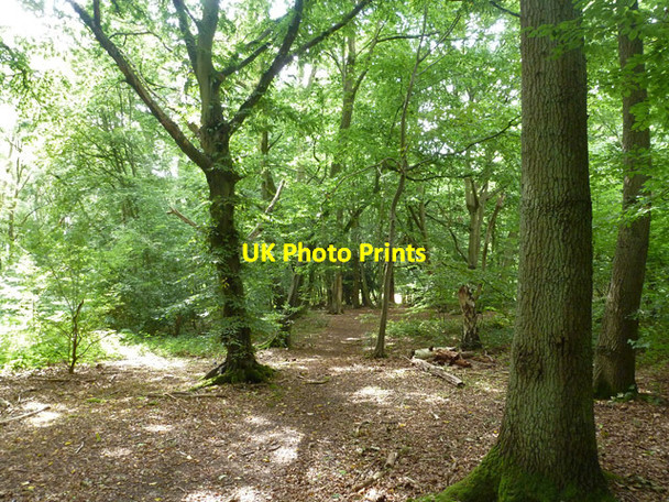 Photo 6"x4" In Emanuel Pollards Wormley West End c2015