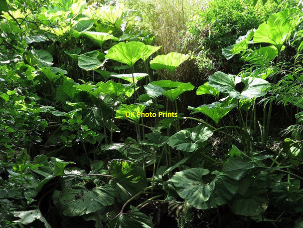 Photo 6"x4" Vegetation along Crow Harle Beck Butterknowle c2015