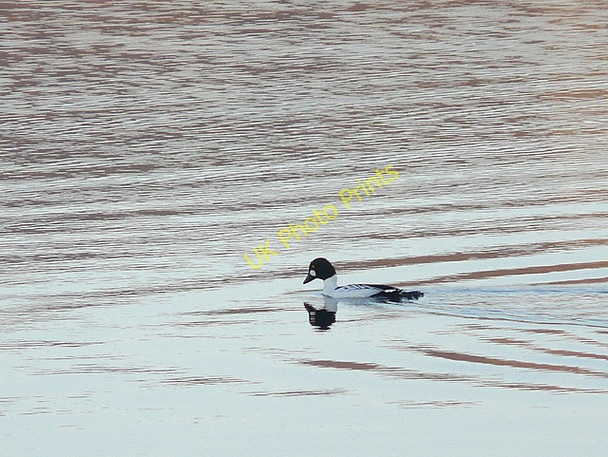 Photo 6"x4" Goldeneye drake, Loch Fleet Badninish c2009