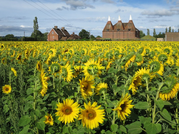 Photo 6"x4" Oast House at Little Mill Farm, Underlyn Lane, Marden Marden\/TQ7444 c2015