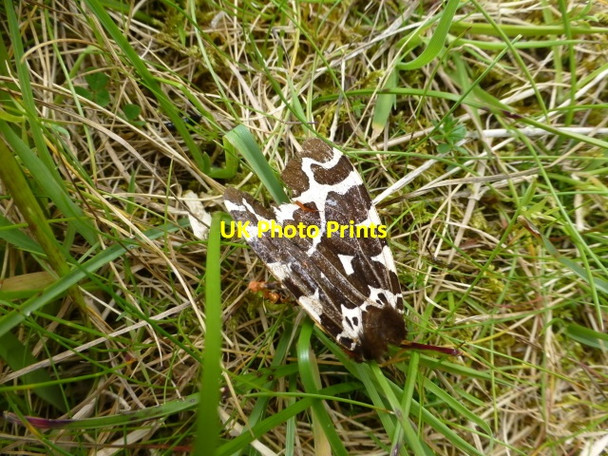 Photo 6"x4" Garden Tiger Moth, Magilligan Point Greencastle\/C6440 c2015