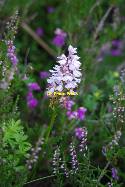 Photo 6"x4" Heath spotted orchid (Dactylorhiza maculata) D\u00f9n Colbost c2015