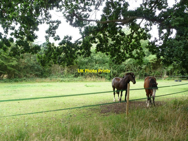 Photo 6"x4" Paddock, north of Roydon Further Fen Bressingham c2015