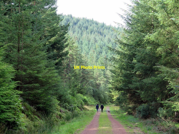 Photo 6"x4" A walk in Thrunton Wood Thrunton c2015
