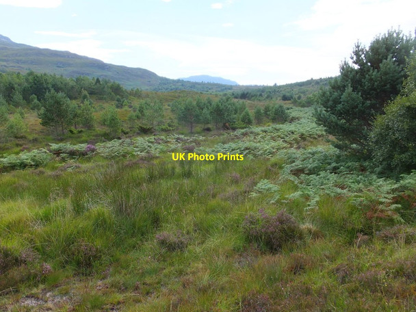 Photo 6"x4" Young trees by the Allt an t-Sratha Fhuair Sanachan c2015