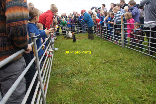 Photo 6"x4" The annual hen race at the Unst Show, Haroldswick Bothen c2015