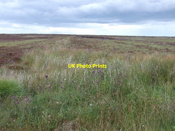 Photo 6"x4" Bog, Gills Gills c2015
