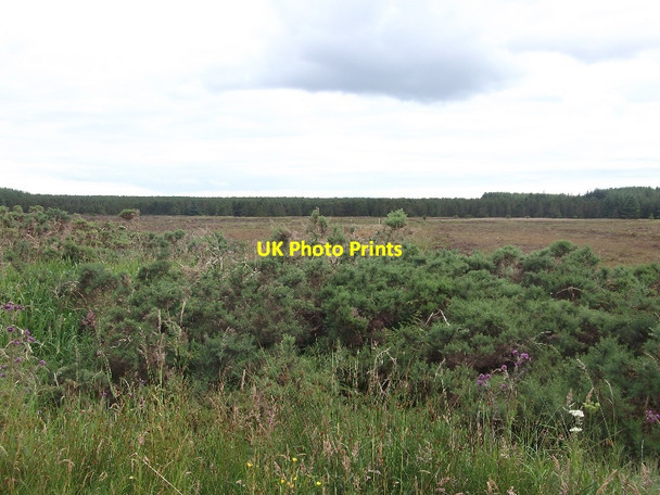 Photo 6"x4" Bog, Gills Gills c2015 P1