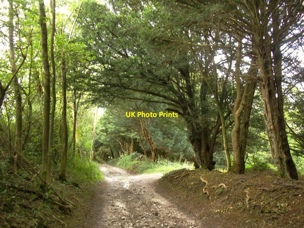 Photo 6"x4" Track above Stead Combe Bepton c2015