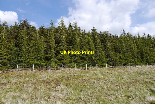 Photo 6"x4" Forest edge, Monynut Crichness Hill c2015
