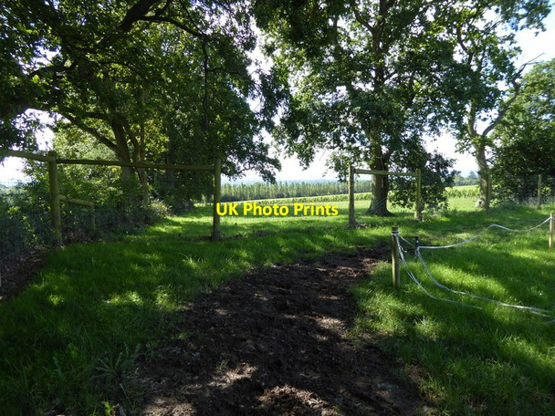 Photo 6"x4" Bridleway turns corner of the field in vineyard Gay Street c2015