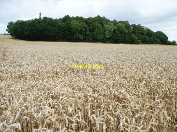 Photo 6"x4" Millcliff Wood Notton\/SE3413 c2015