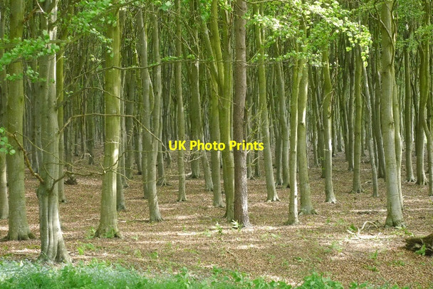 Photo 6"x4" Little Binning Wood Tyninghame c2015