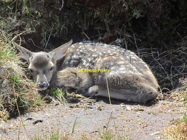 Photo 6"x4" Deer fawn resting at Lairig Riarein, east of Beinn nan Imirean Meall Glas Beag c2015