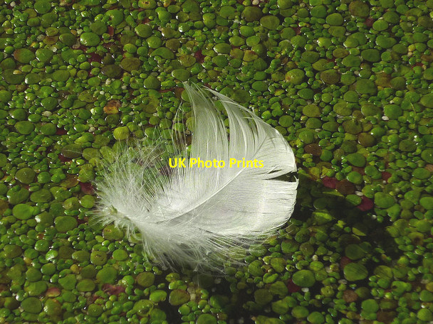 Photo 6"x4" A swan's feather on the Lancaster Canal Stainton\/SD5285 c2015