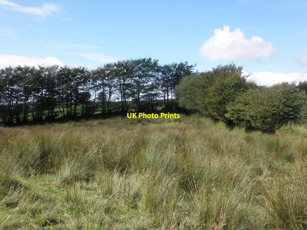 Photo 6"x4" Darlick Moor North Radworthy c2015