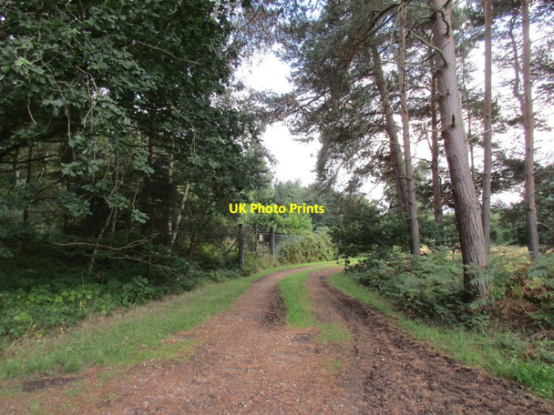 Photo 6"x4" Track in the woods near Elkesley Elkesley c2015