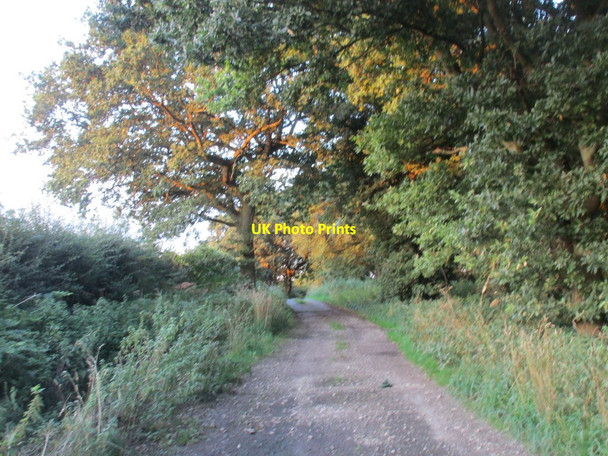 Photo 6"x4" Evening sunlight on Cross Lane Elkesley c2015