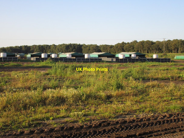 Photo 6"x4" Pig units at Tollingham Rascal Moor c2015