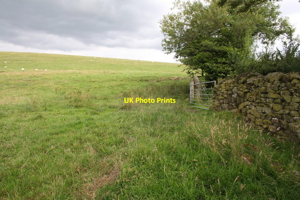 Photo 6"x4" Sheep pasture on north side of Craven Bank Lane Settle c2015