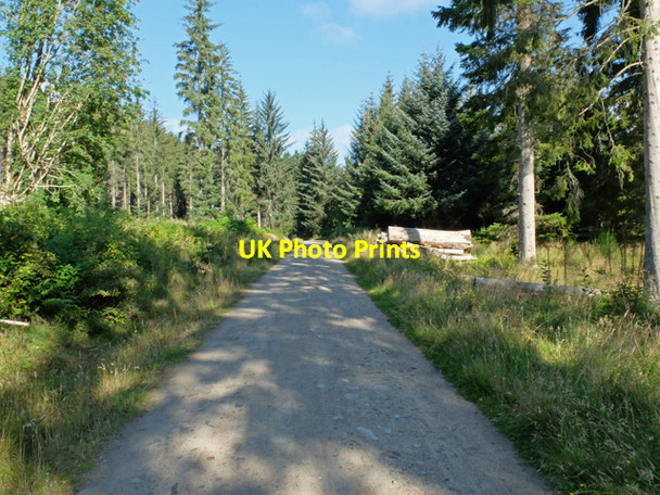 Photo 6"x4" Forest Track, Craigvinean Forest Inver\/NO0142 c2015