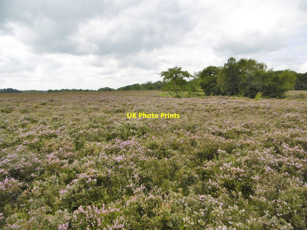 Photo 6"x4" Ashurst, heathland Ashurst\/SU3310 c2015