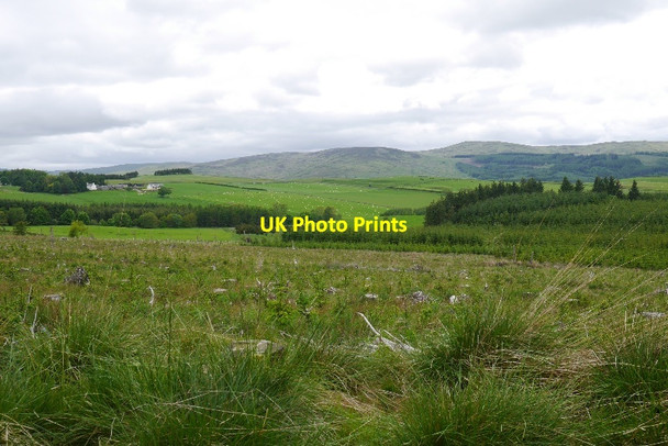 Photo 6"x4" Young trees, Hartwoodmyres Carterhaugh c2015